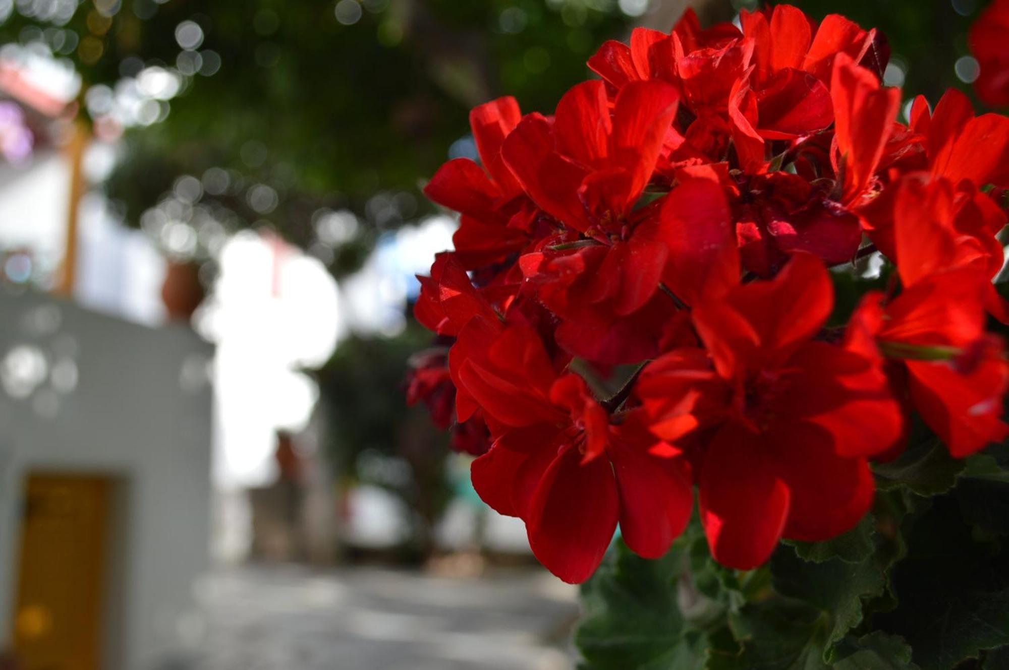 Aegean Village Páros Eksteriør bilde