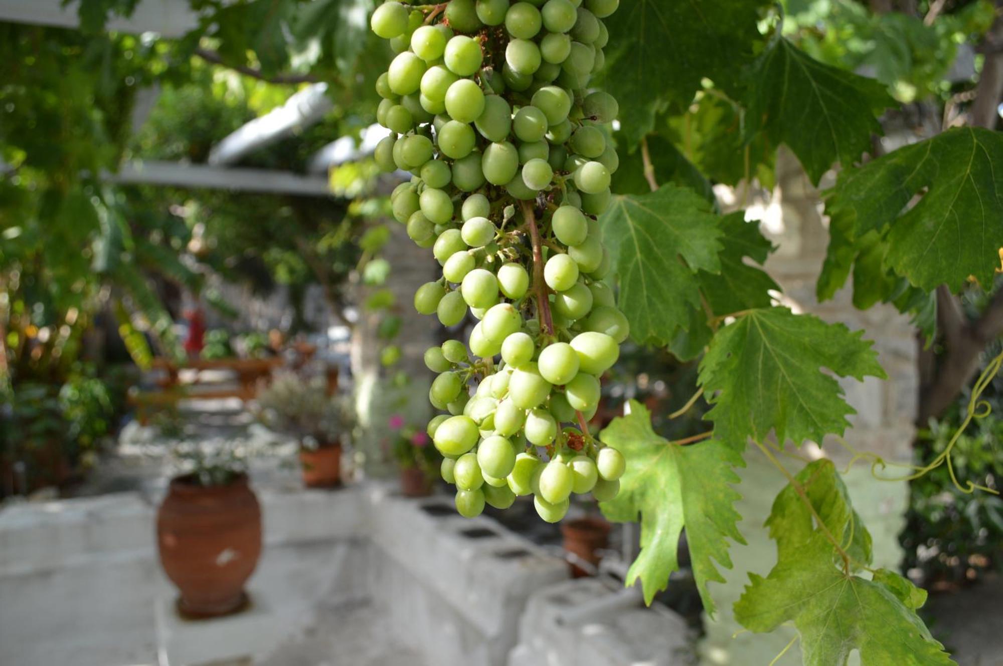 Aegean Village Páros Eksteriør bilde